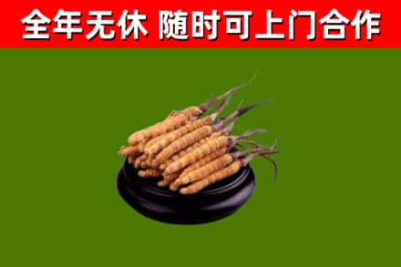 屯昌县回收冬虫夏草