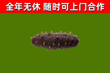 屯昌县回收海参干